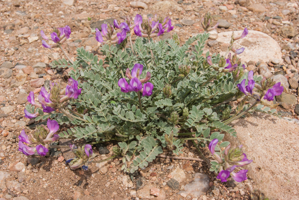 Purple Milkvetch 1.jpg